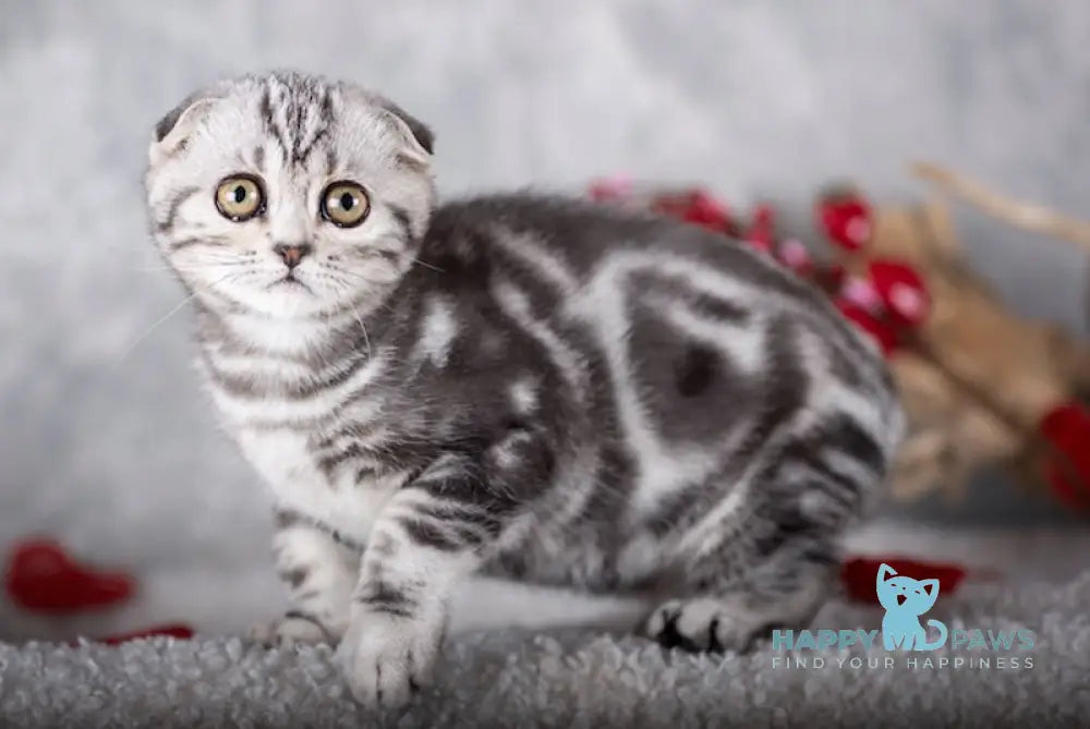 Indigo Scottish Fold male black silver tabby live animals