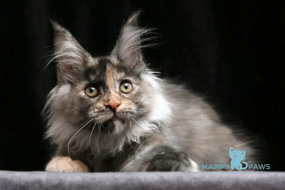 Indira Maine Coon Female Black Tortie Silver Live Animals