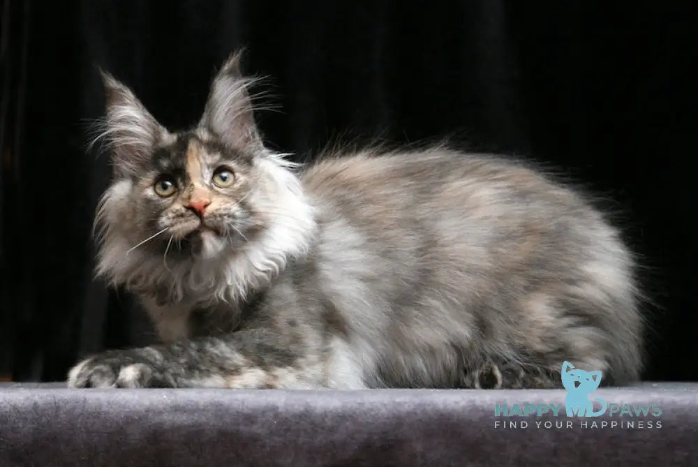 Indira Maine Coon Female Black Tortie Silver Live Animals