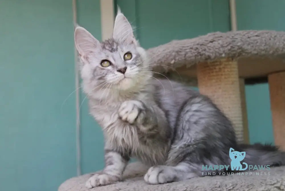 Infanta Maine Coon Female Black Silver Tabby Live Animals