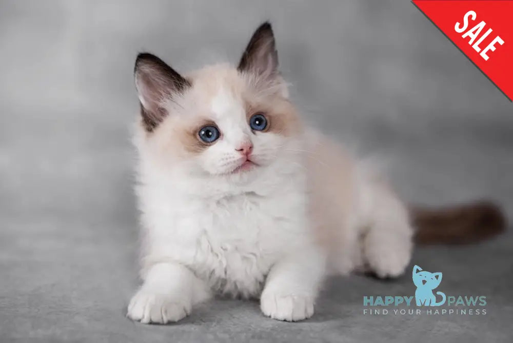 Inga Ragdoll Female Seal Bicolour Live Animals