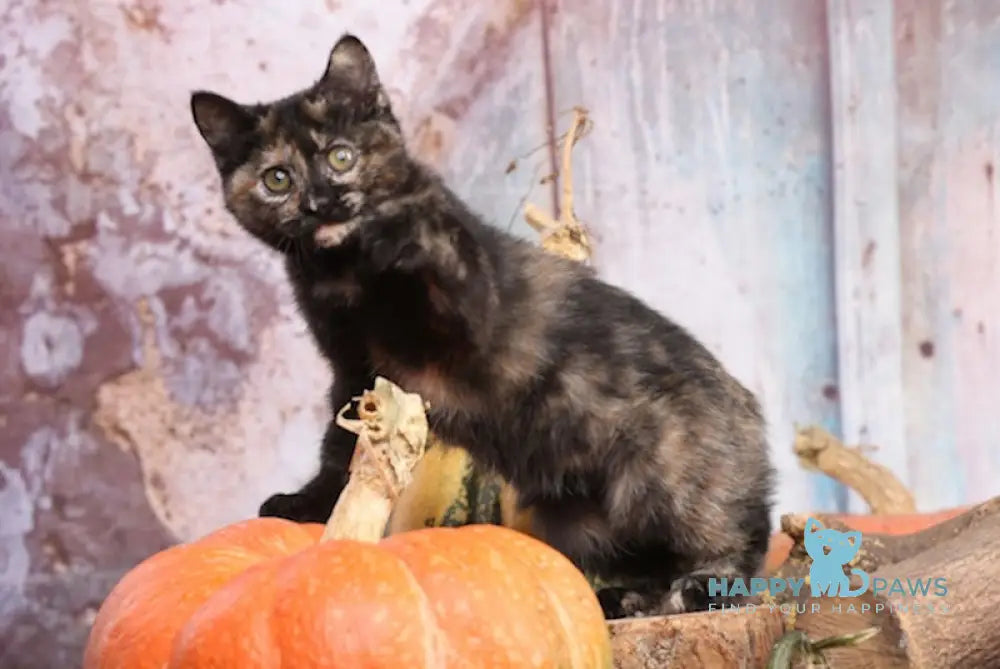 Iriska Kurilian Bobtail Female Black Tortie Silver Live Animals