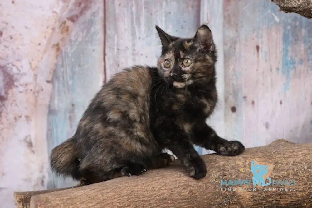 Iriska Kurilian Bobtail Female Black Tortie Silver Live Animals