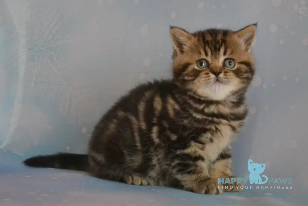 Iriska Scottish Straight Female Black Tabby Live Animals