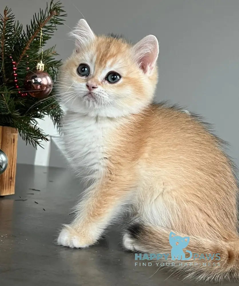 Irvin British Shorthair Male Black Golden Chinchilla Live Animals