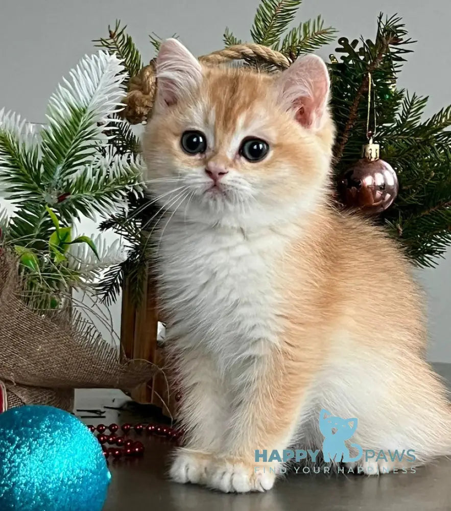 Irvin British Shorthair Male Black Golden Chinchilla Live Animals