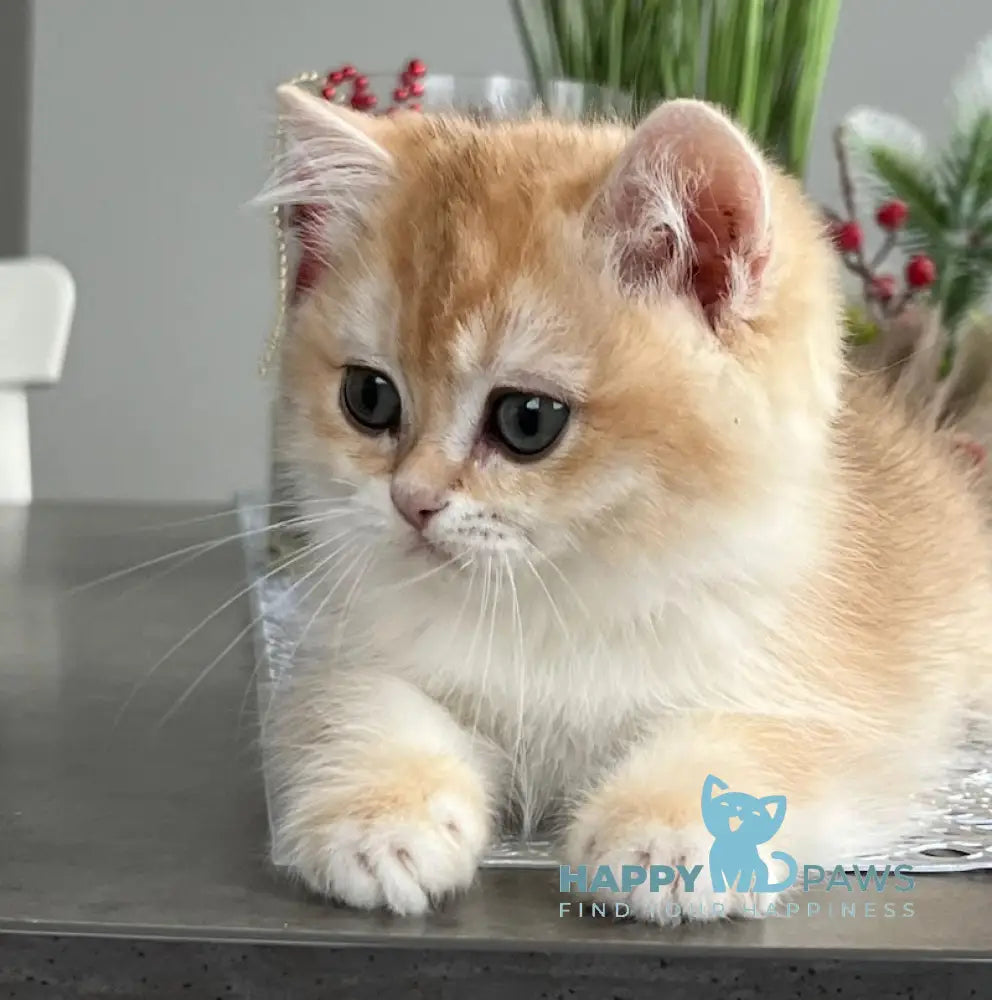 Irvin British Shorthair Male Black Golden Chinchilla Live Animals