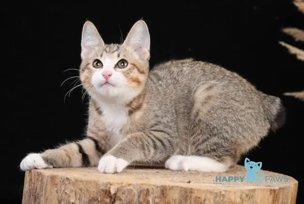 Irvin Kurilian Bobtail Male Black Spotted Tabby Bicolour Live Animals