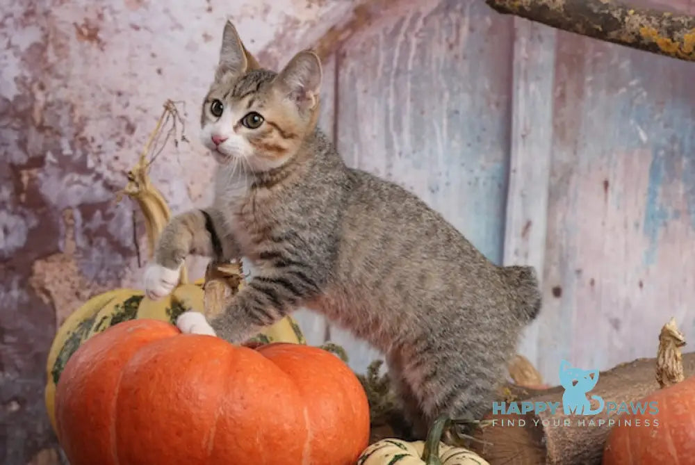 Irvin Kurilian Bobtail Male Black Spotted Tabby Bicolour Live Animals