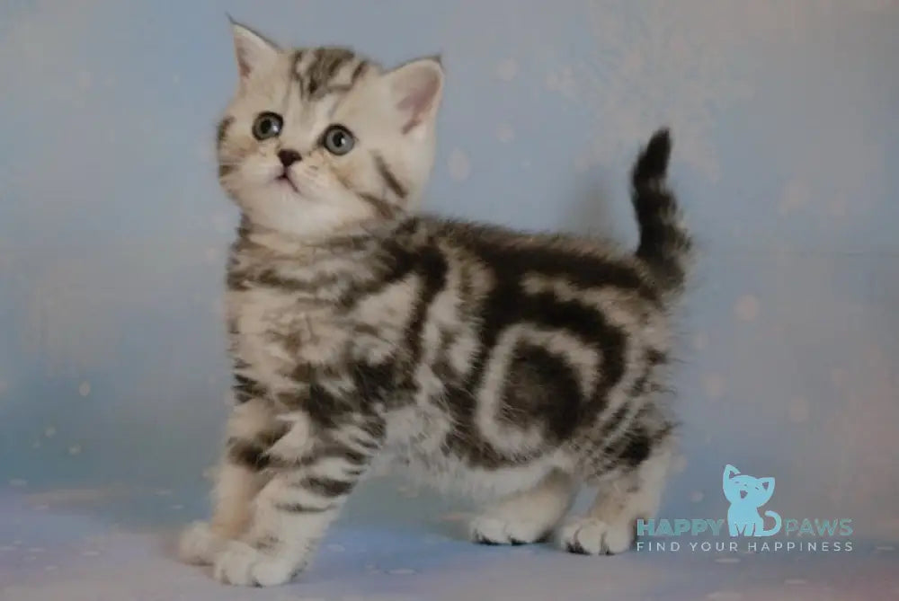 Isabella Scottish Straight Female Black Silver Tabby Live Animals