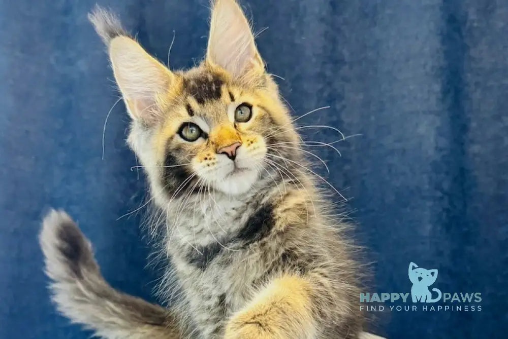 Isfahan Maine Coon male black ticked tabby live animals