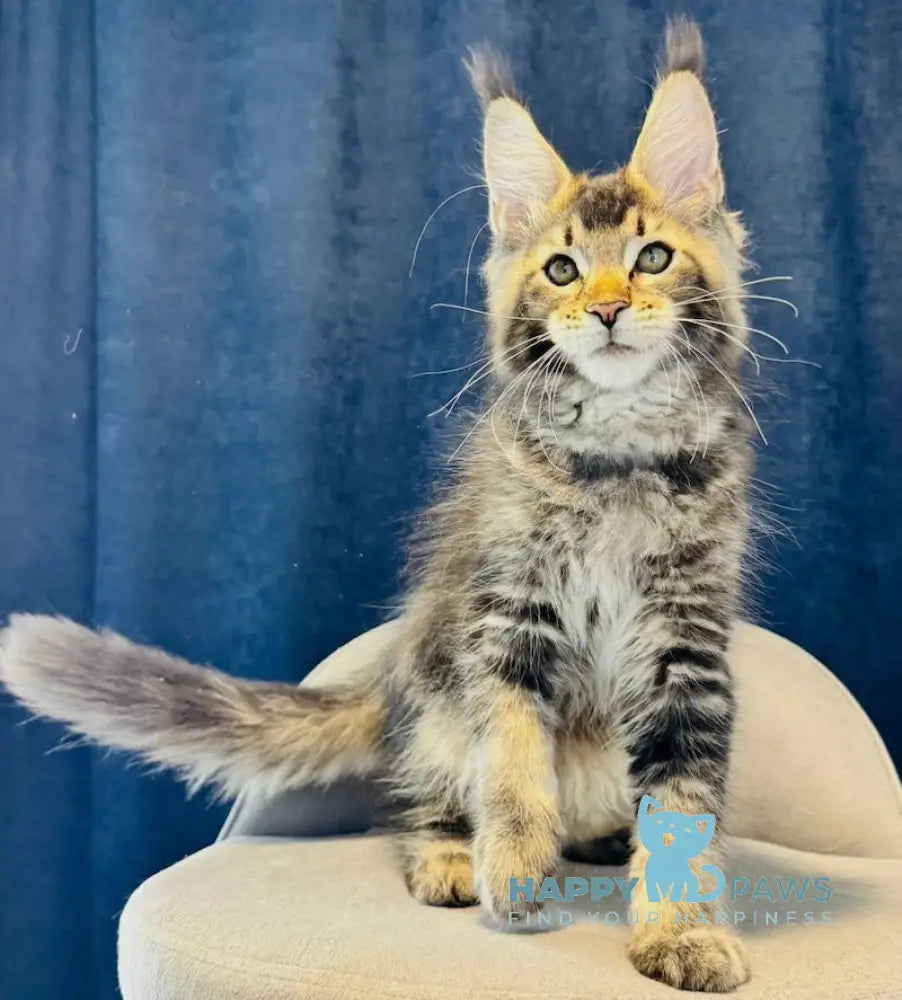 Isfahan Maine Coon male black ticked tabby live animals