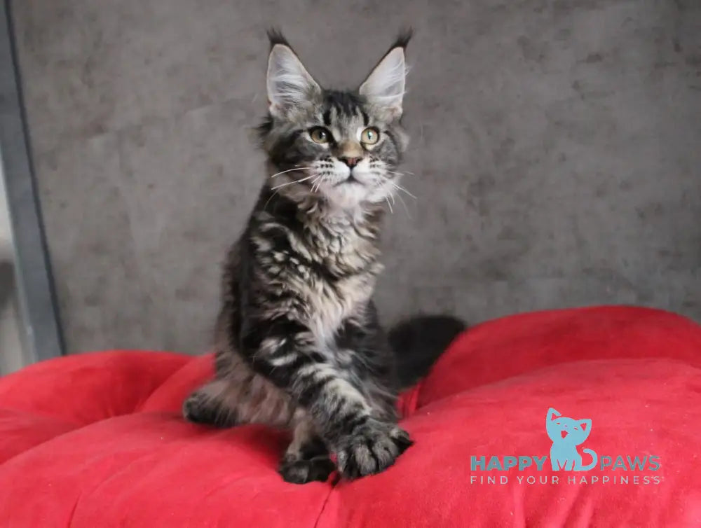 Isida Maine Coon Female Black Tabby Live Animals