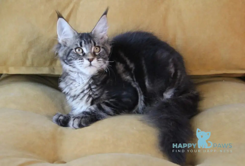 Isida Maine Coon Female Black Tabby Live Animals