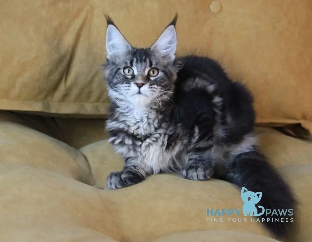 Isida Maine Coon Female Black Tabby Live Animals