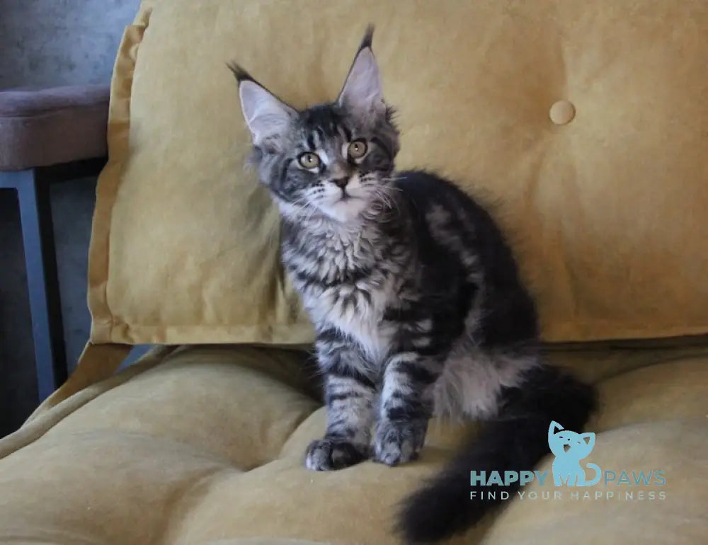 Isida Maine Coon Female Black Tabby Live Animals