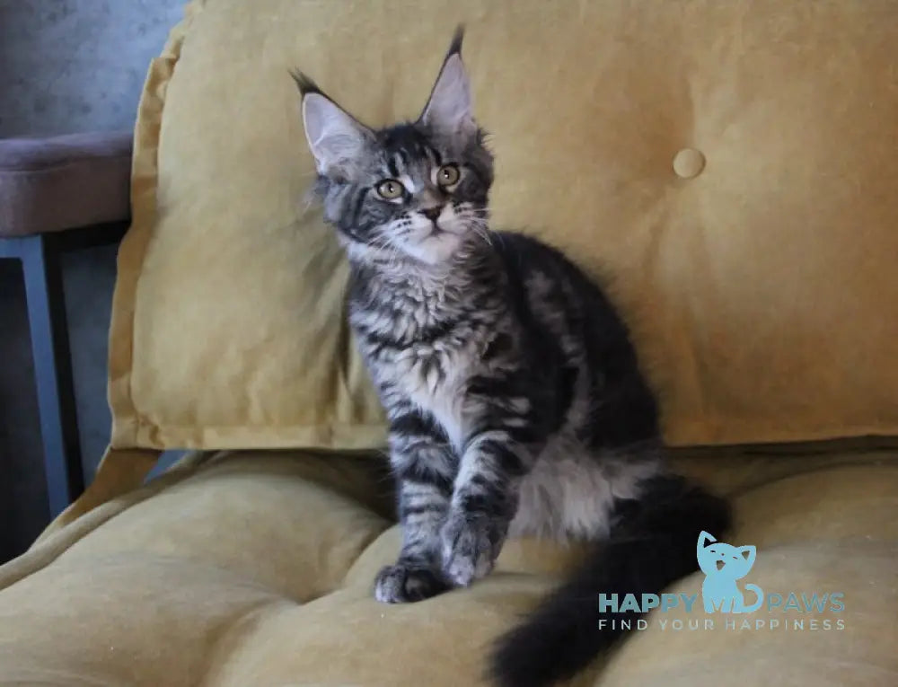 Isida Maine Coon Female Black Tabby Live Animals