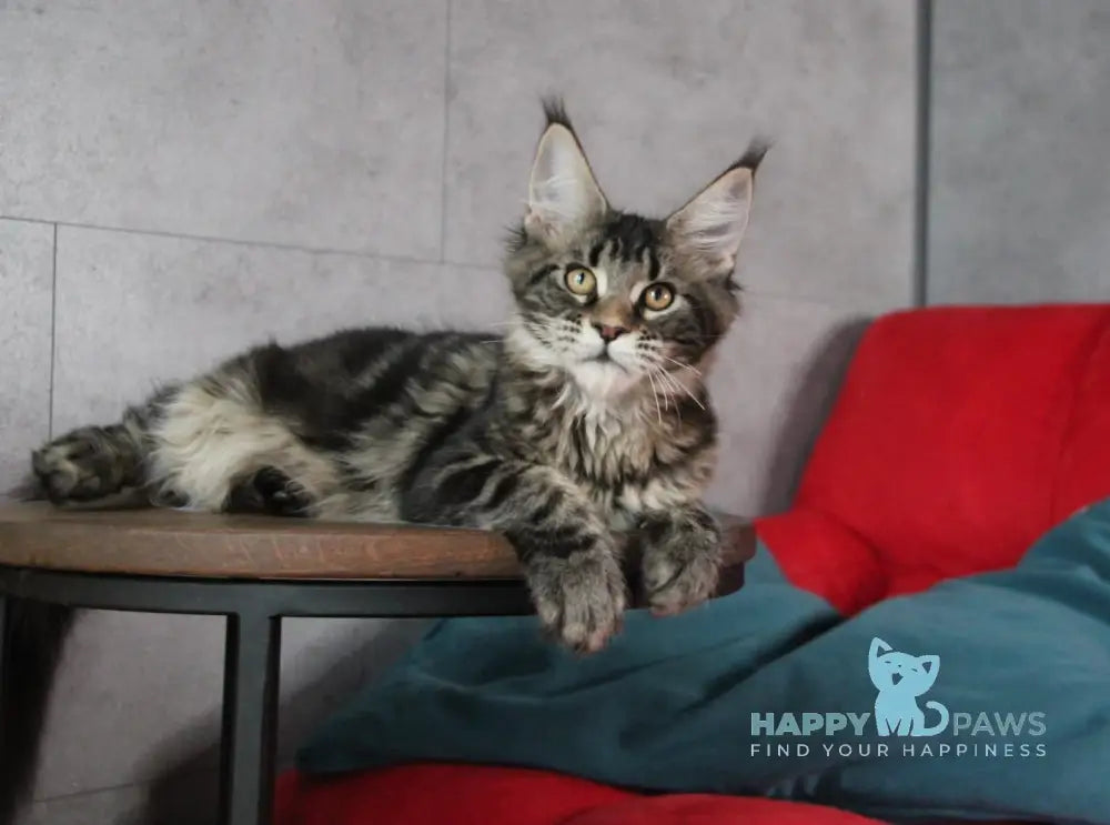 Isida Maine Coon Female Black Tabby Live Animals