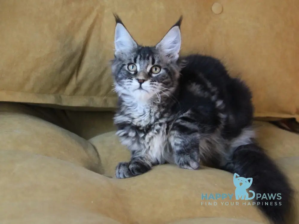 Isida Maine Coon Female Black Tabby Live Animals