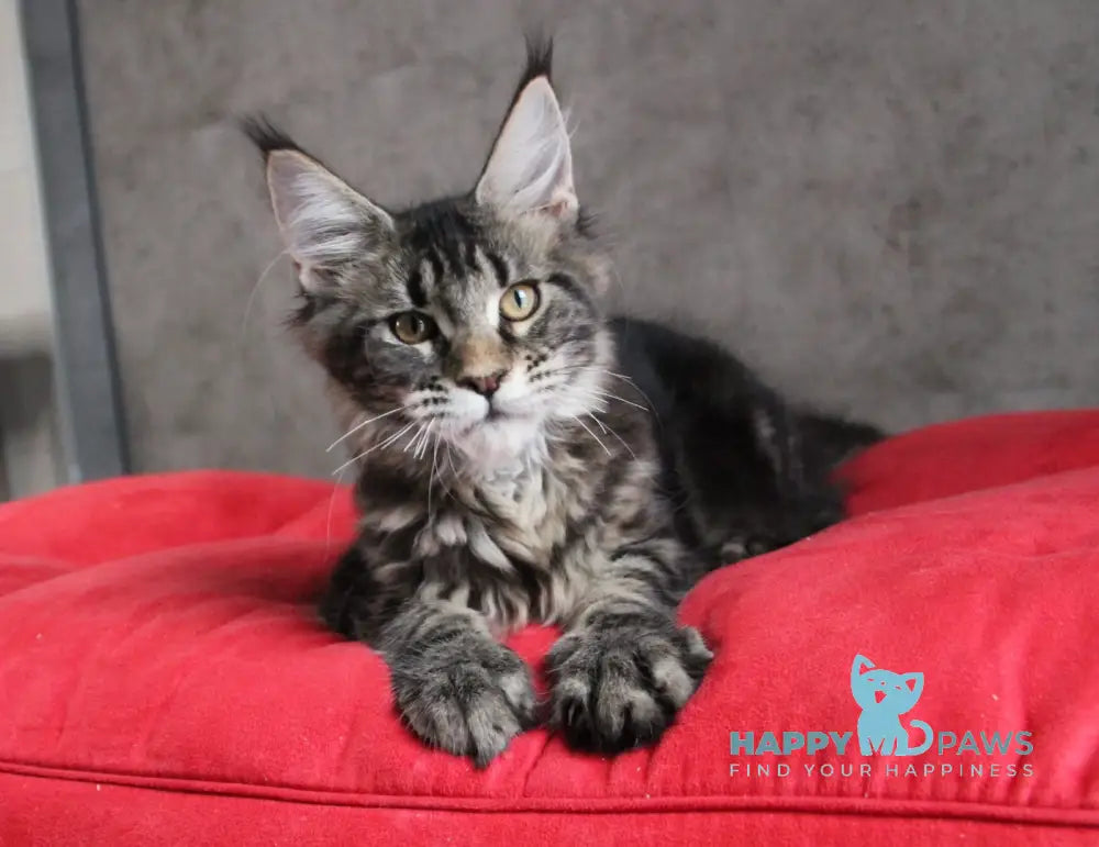 Isida Maine Coon Female Black Tabby Live Animals