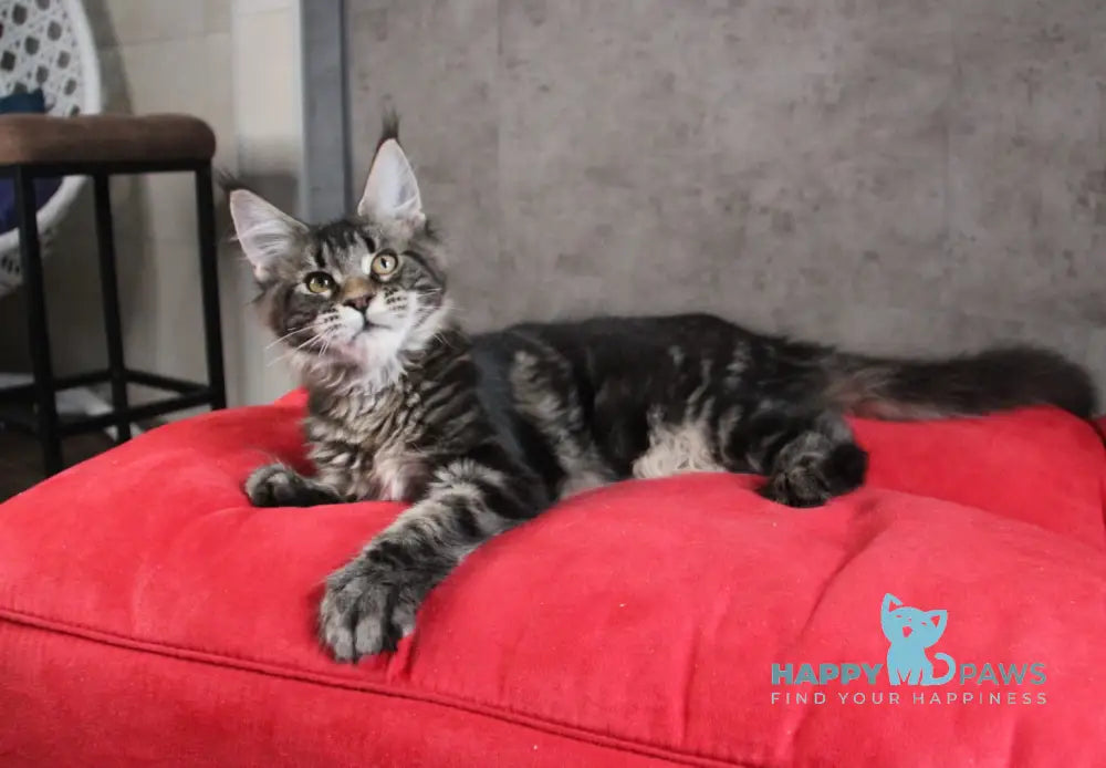 Isida Maine Coon Female Black Tabby Live Animals