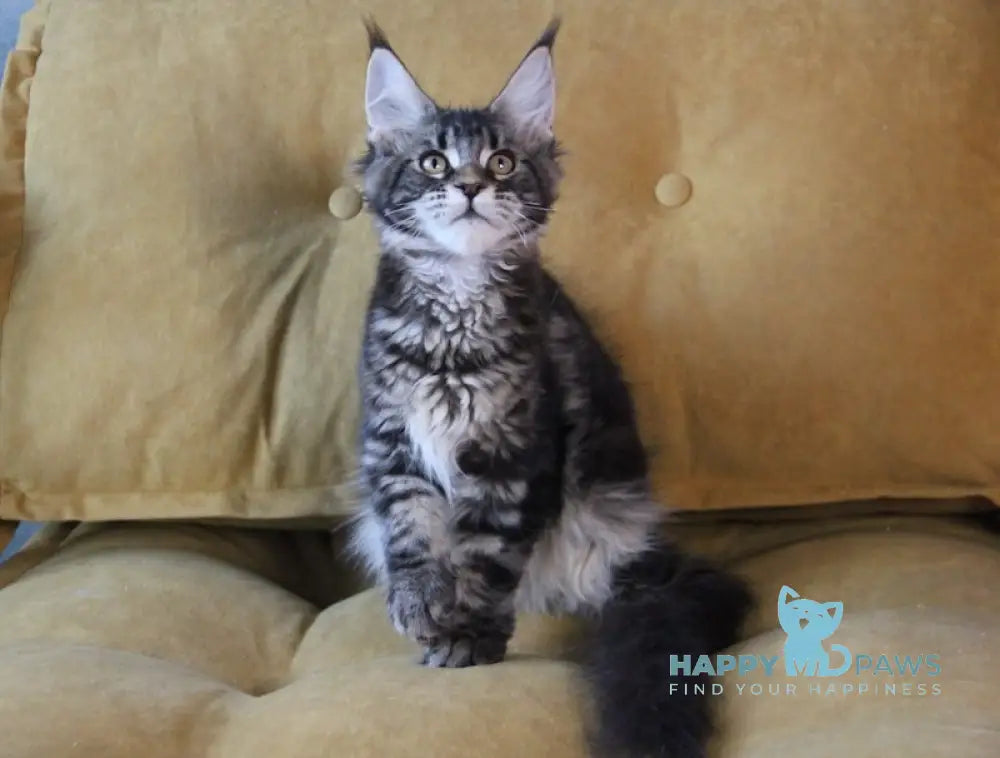 Isida Maine Coon Female Black Tabby Live Animals