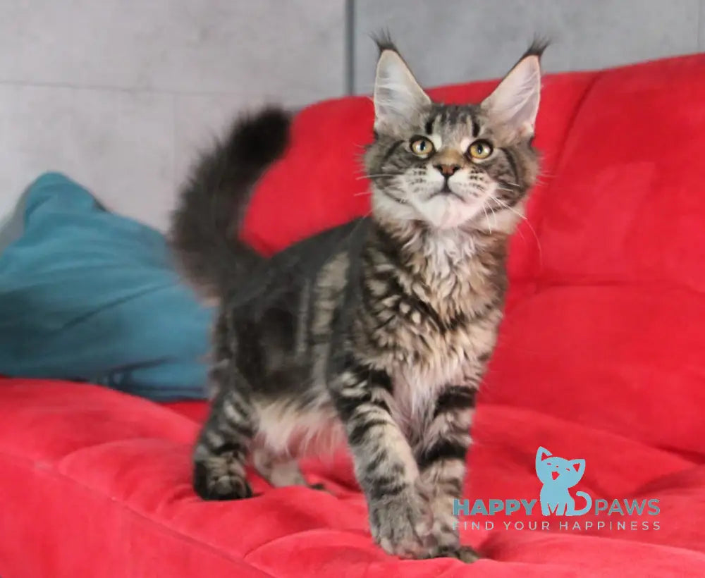 Isida Maine Coon Female Black Tabby Live Animals