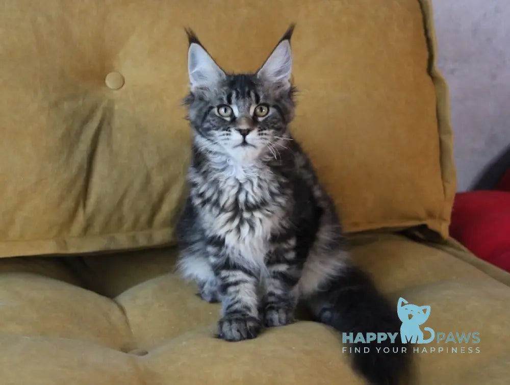 Isida Maine Coon Female Black Tabby Live Animals