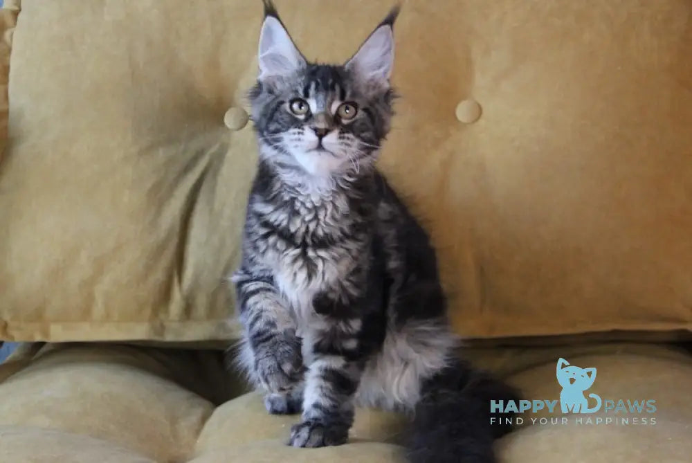 Isida Maine Coon Female Black Tabby Live Animals