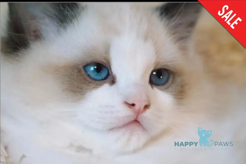 Istvud Ragdoll Male Seal Bicolour Live Animals