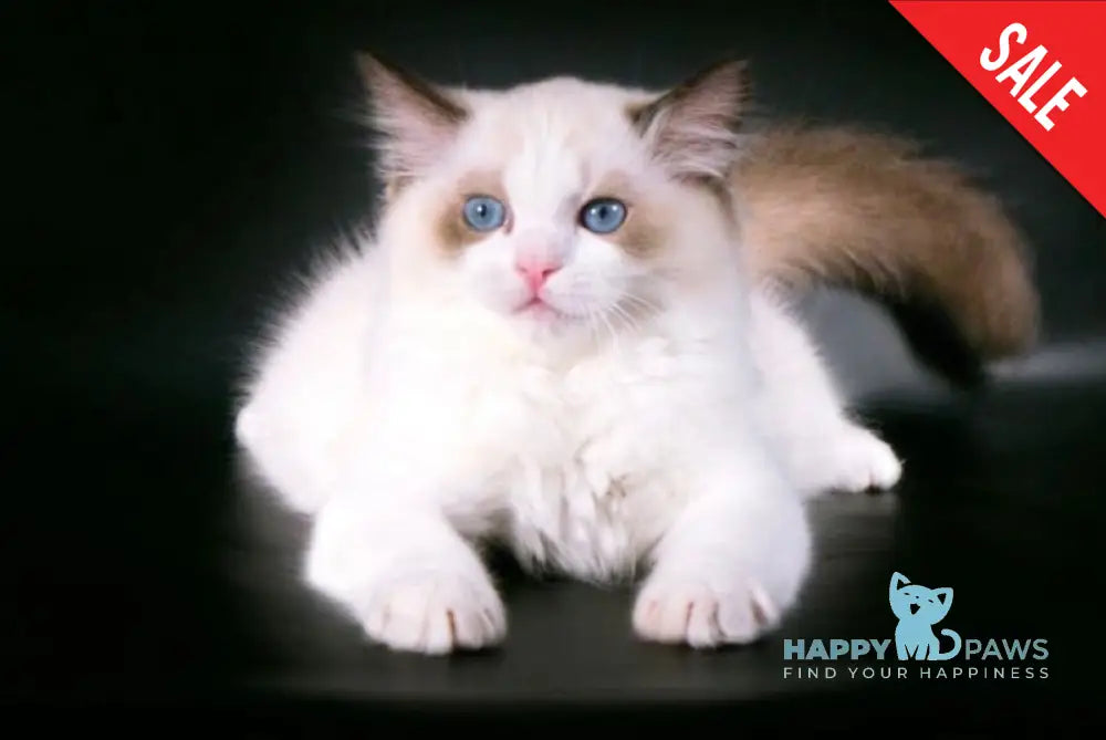 Istvud Ragdoll Male Seal Bicolour Live Animals