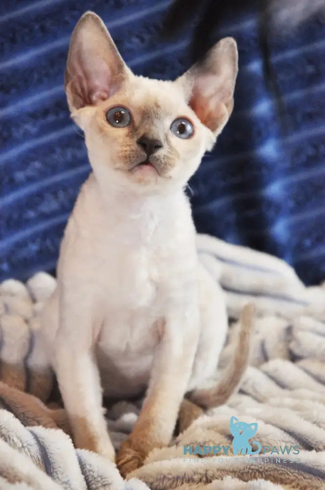 Italika Devon Rex Female Blue Pointed Live Animals