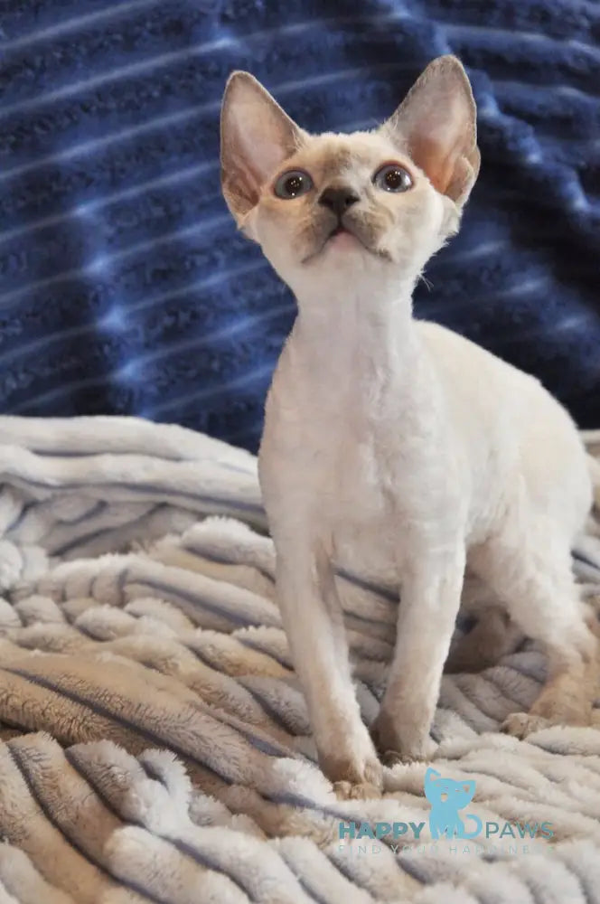 Italika Devon Rex Female Blue Pointed Live Animals