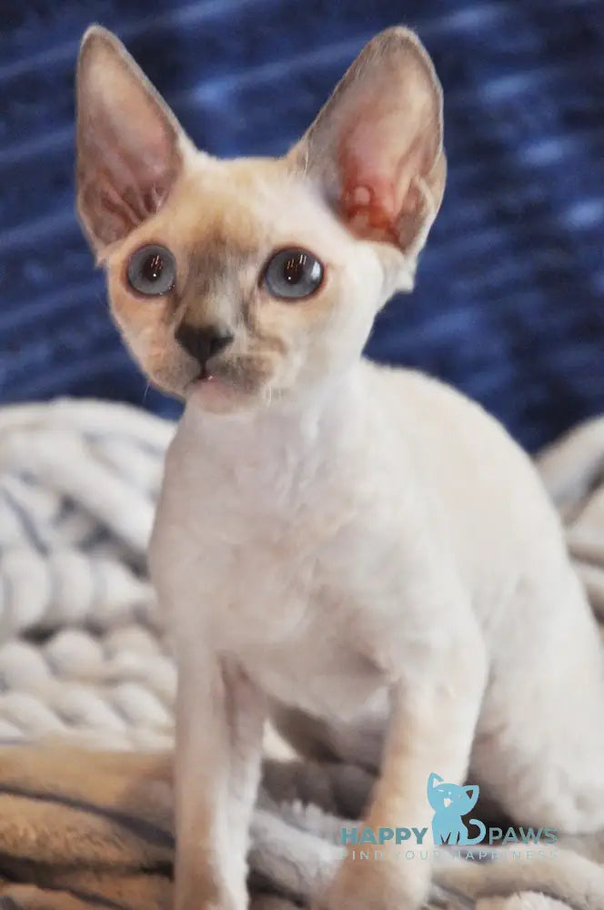 Italika Devon Rex Female Blue Pointed Live Animals