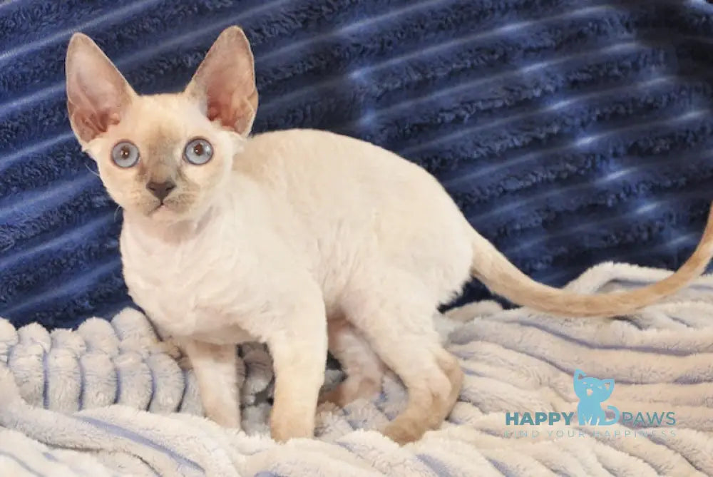 Italika Devon Rex Female Blue Pointed Live Animals