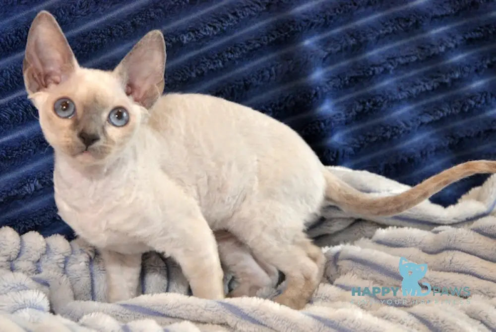 Italika Devon Rex Female Blue Pointed Live Animals