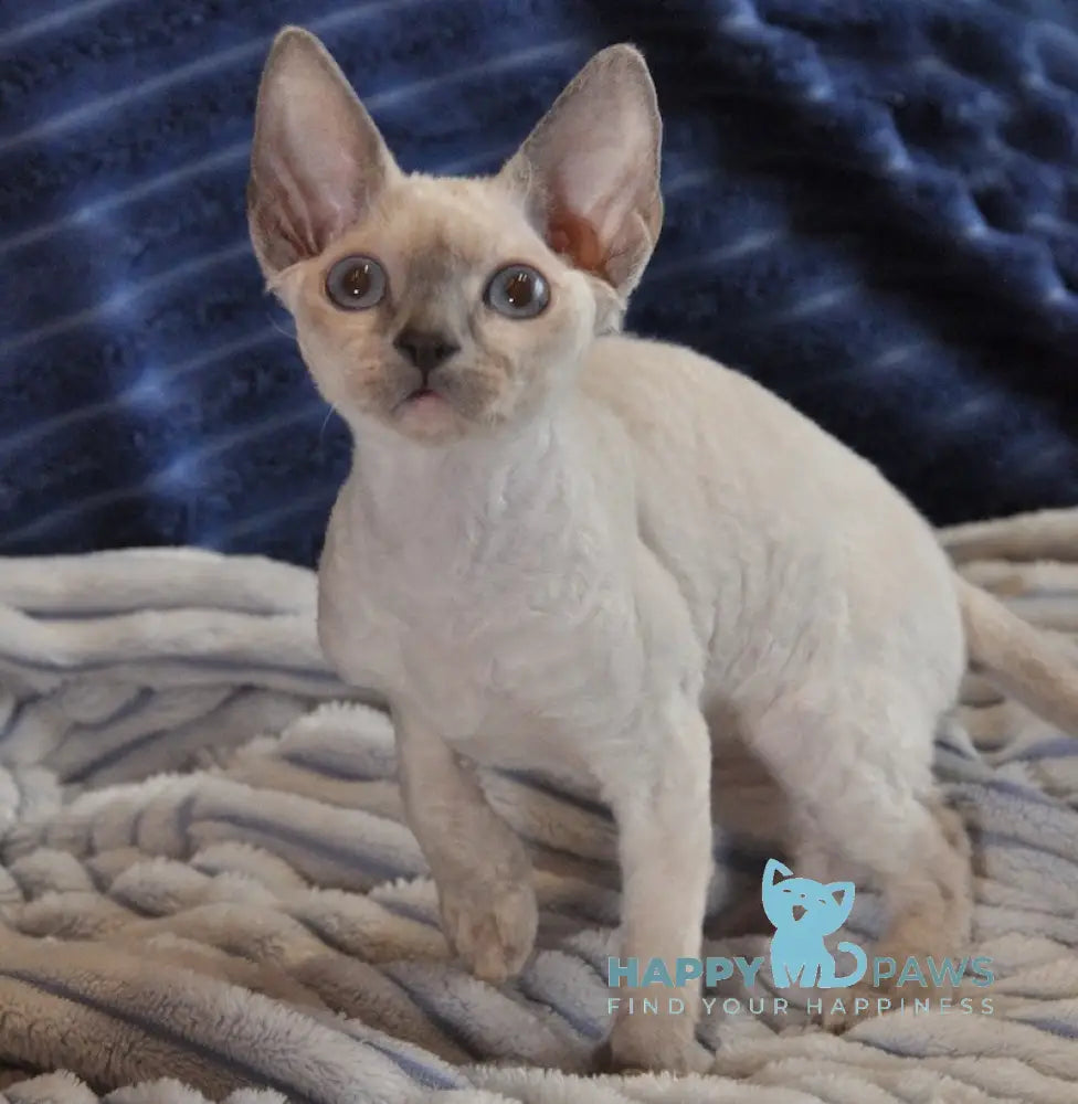 Italika Devon Rex Female Blue Pointed Live Animals