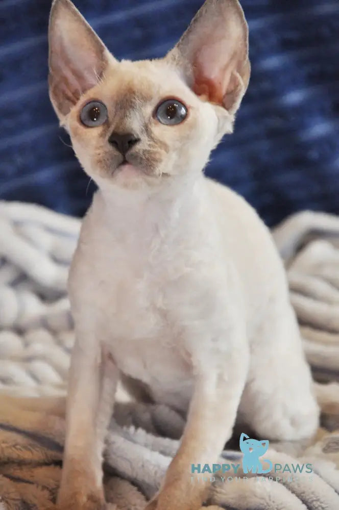 Italika Devon Rex Female Blue Pointed Live Animals