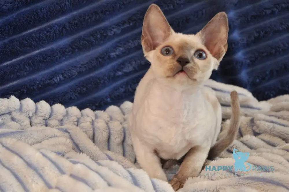 Italika Devon Rex Female Blue Pointed Live Animals