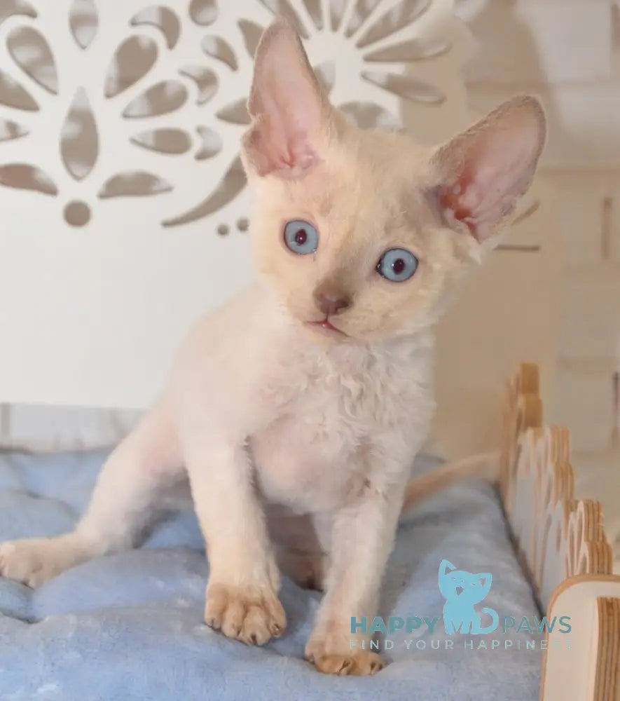 Ivan Devon Rex Male Blue Pointed Live Animals