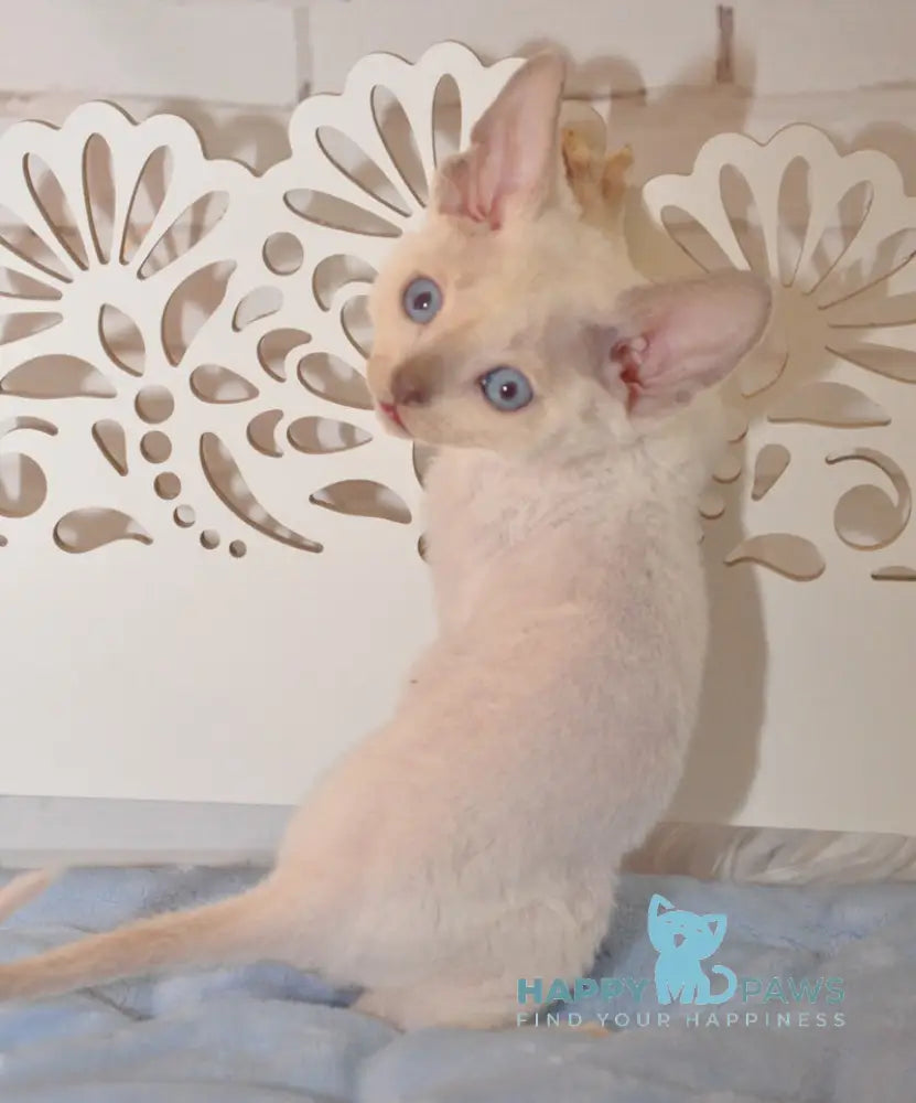 Ivan Devon Rex Male Blue Pointed Live Animals