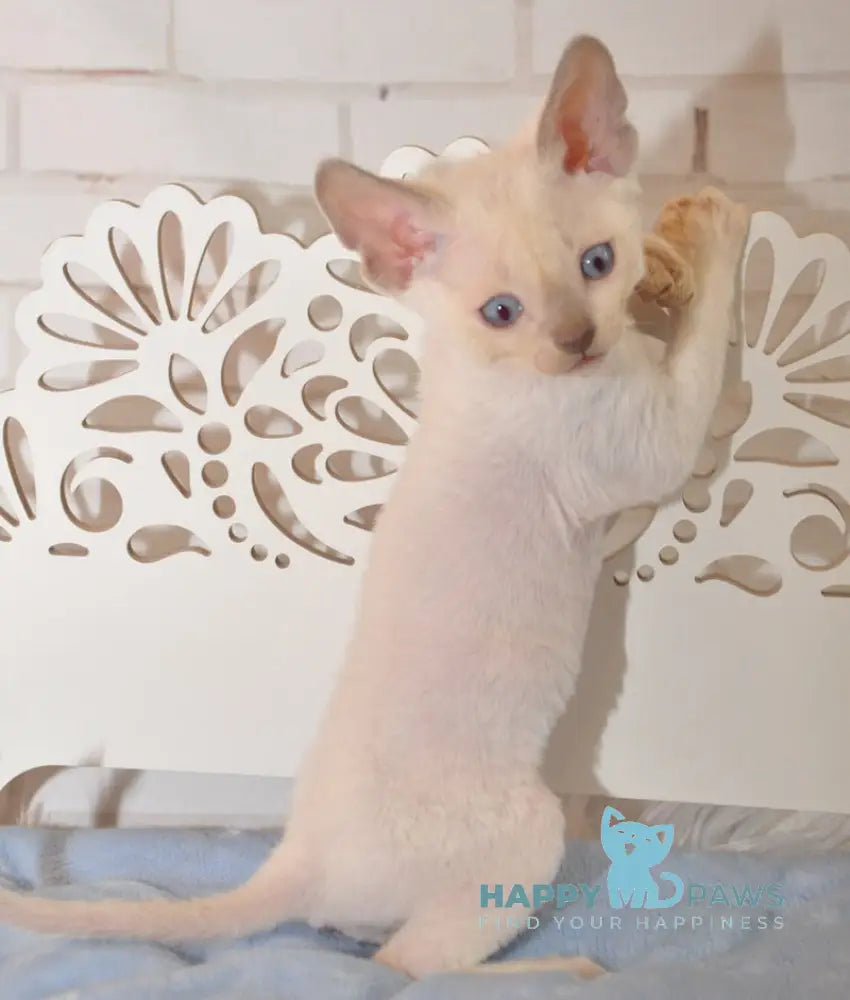 Ivan Devon Rex Male Blue Pointed Live Animals