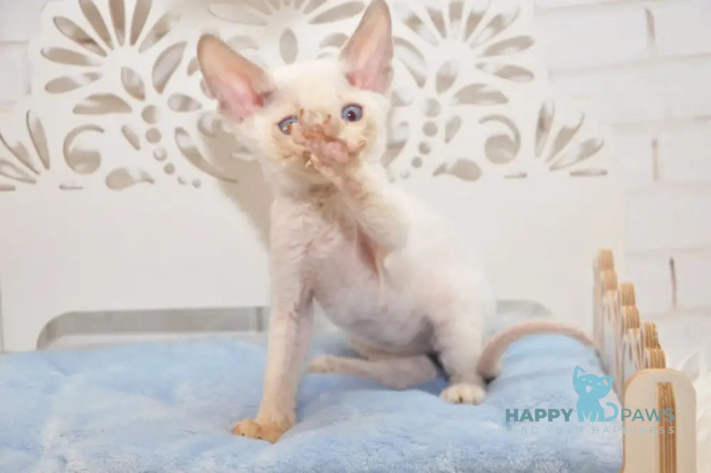 Ivan Devon Rex Male Blue Pointed Live Animals