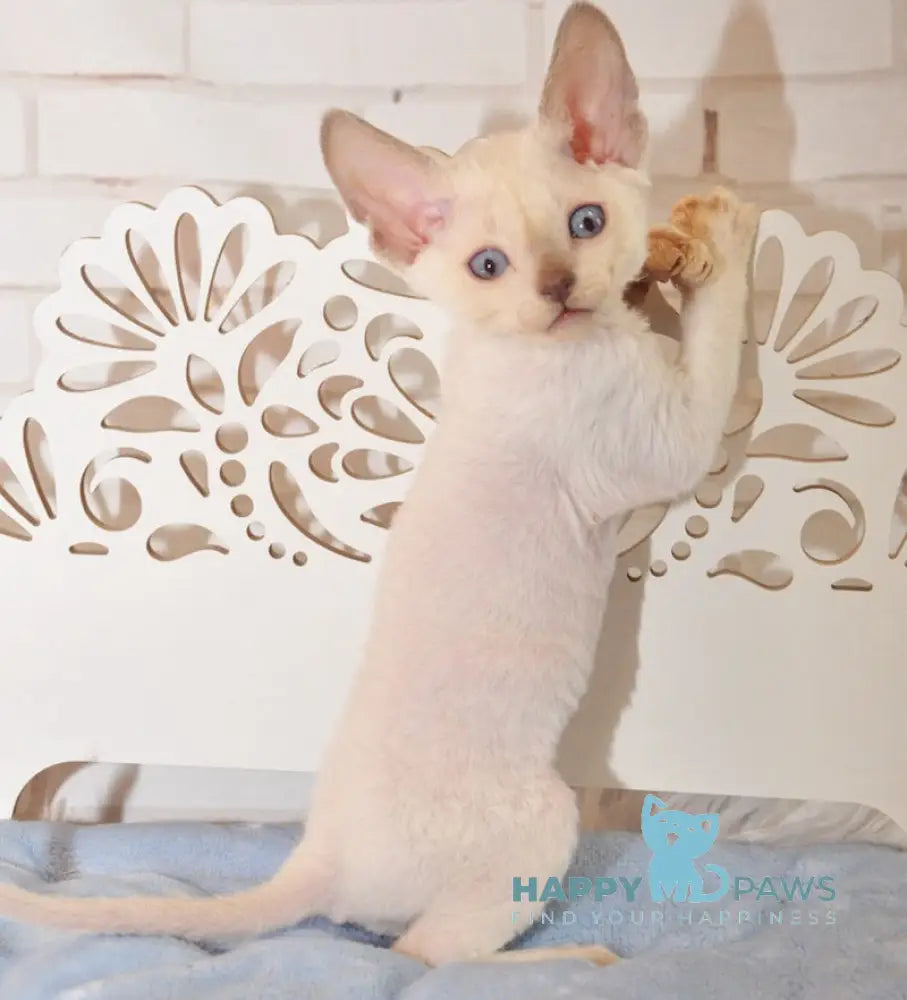 Ivan Devon Rex Male Blue Pointed Live Animals