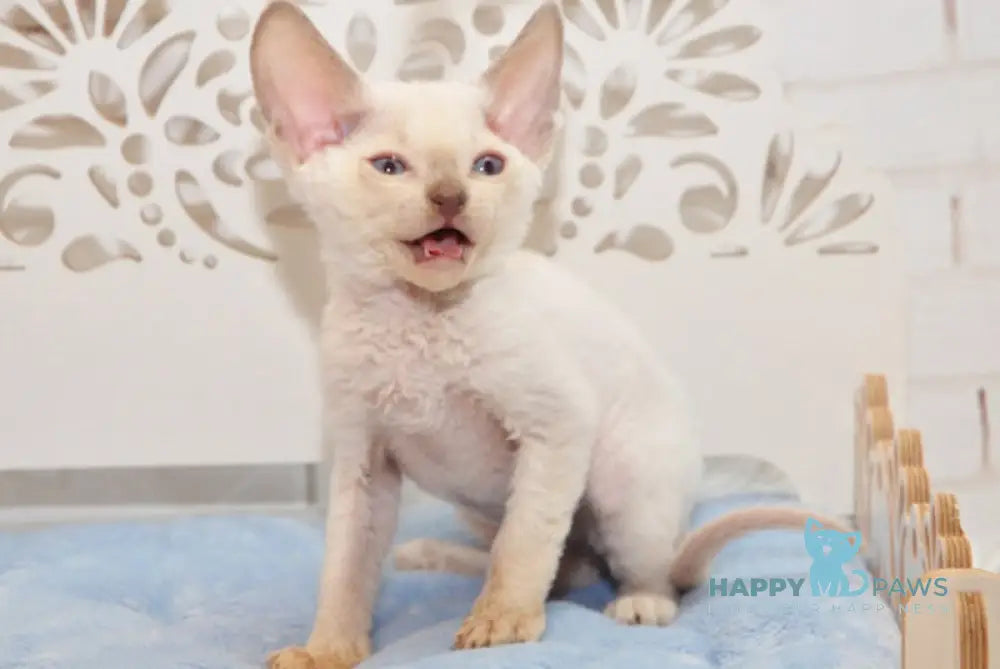 Ivan Devon Rex Male Blue Pointed Live Animals