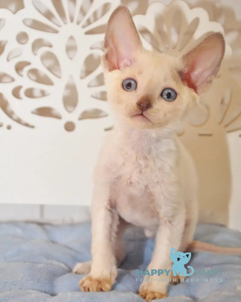 Ivan Devon Rex Male Blue Pointed Live Animals