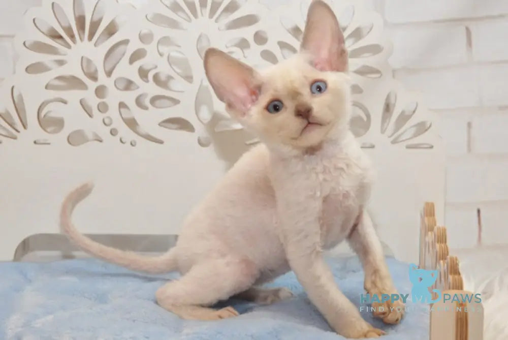 Ivan Devon Rex Male Blue Pointed Live Animals