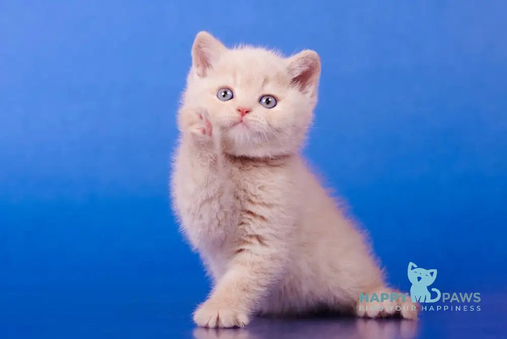 Izium British Shorthair Male Cream Live Animals