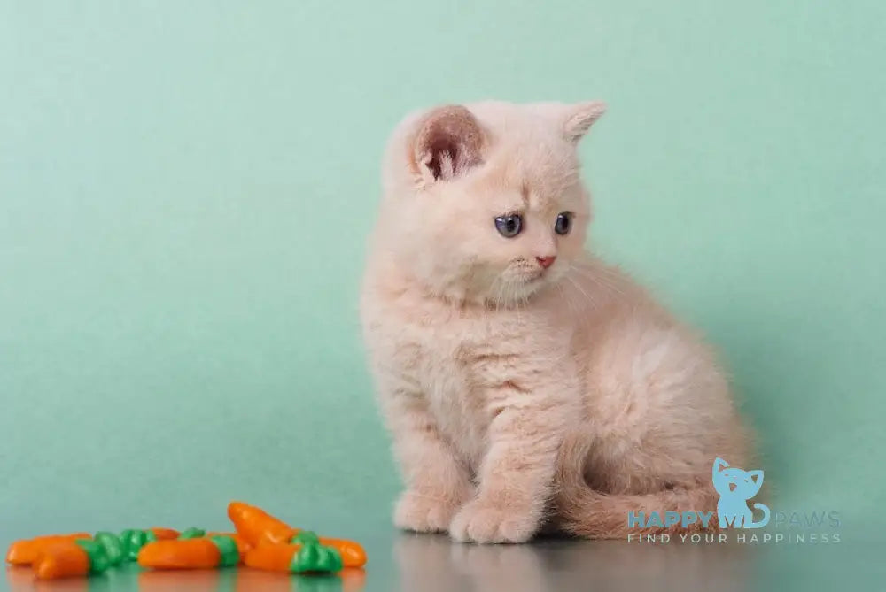 Izium British Shorthair Male Cream Live Animals