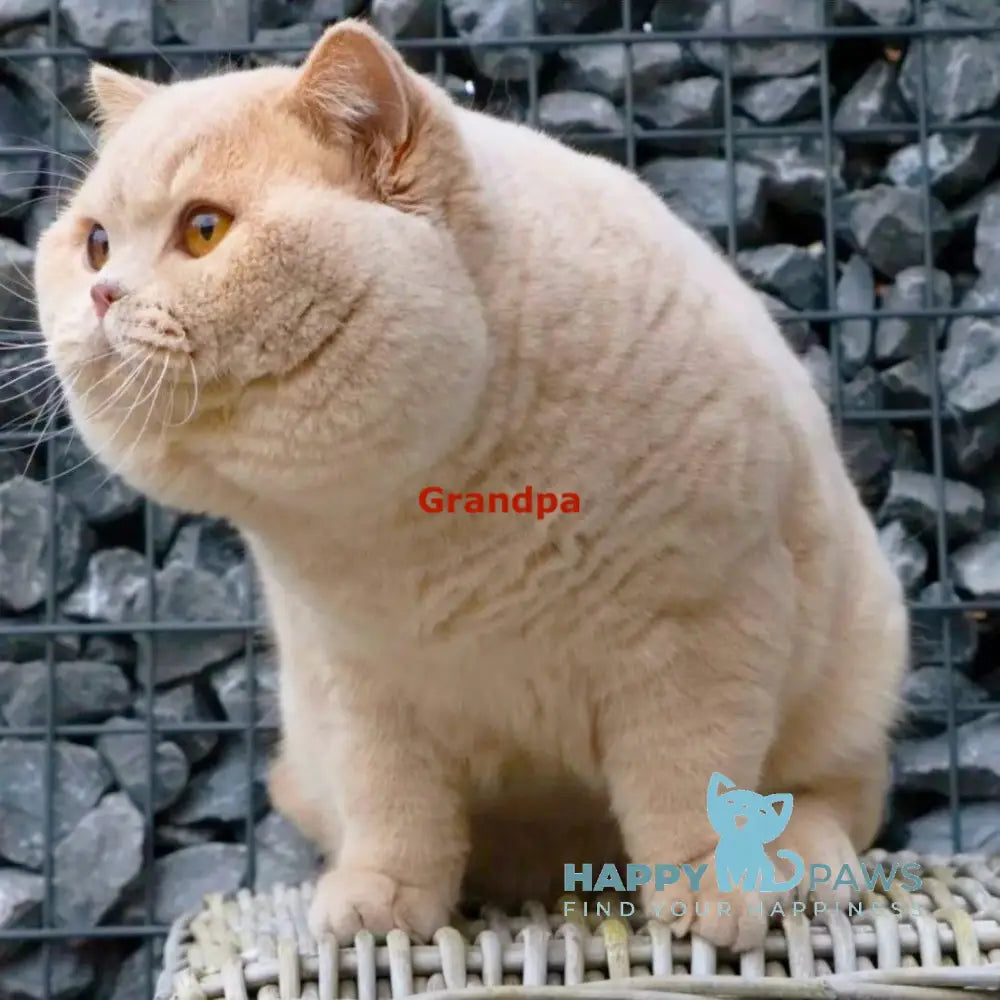 Izium British Shorthair Male Cream Live Animals